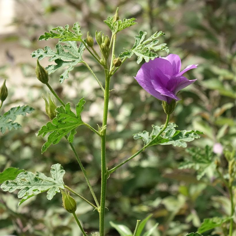 Alyogyne huegelii Santa Cruz (Plant habit)