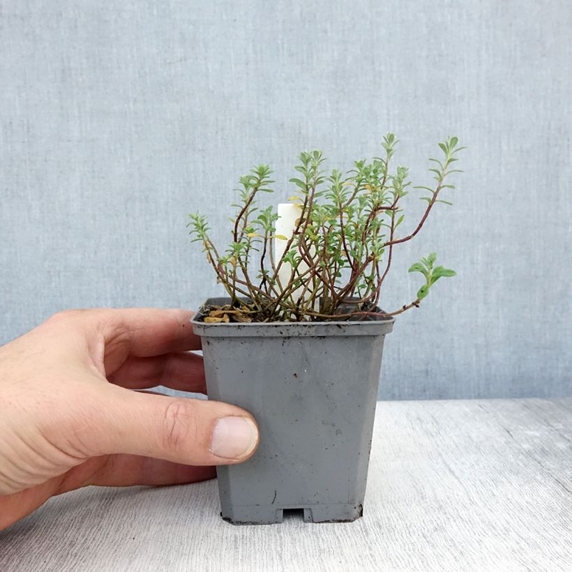 Example of Alyssum montanum Berggold - Corbeille d'Or Godet de 8/9 cm as you get in automne