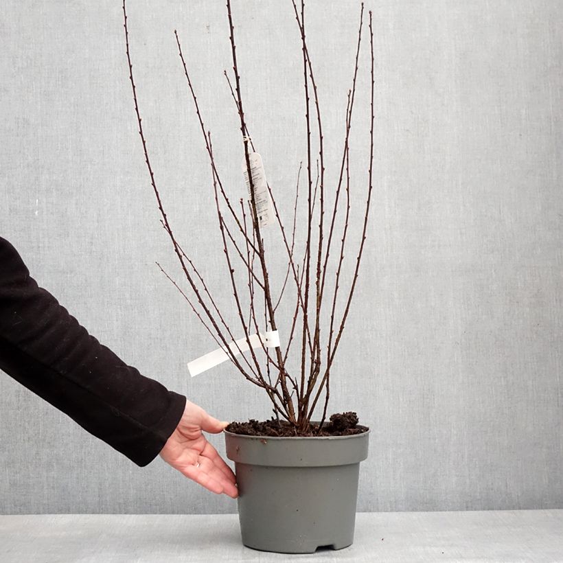 Example of Amandier à fleurs - Prunus triloba Rosenmund Pot de 4L/5L as you get in hiver
