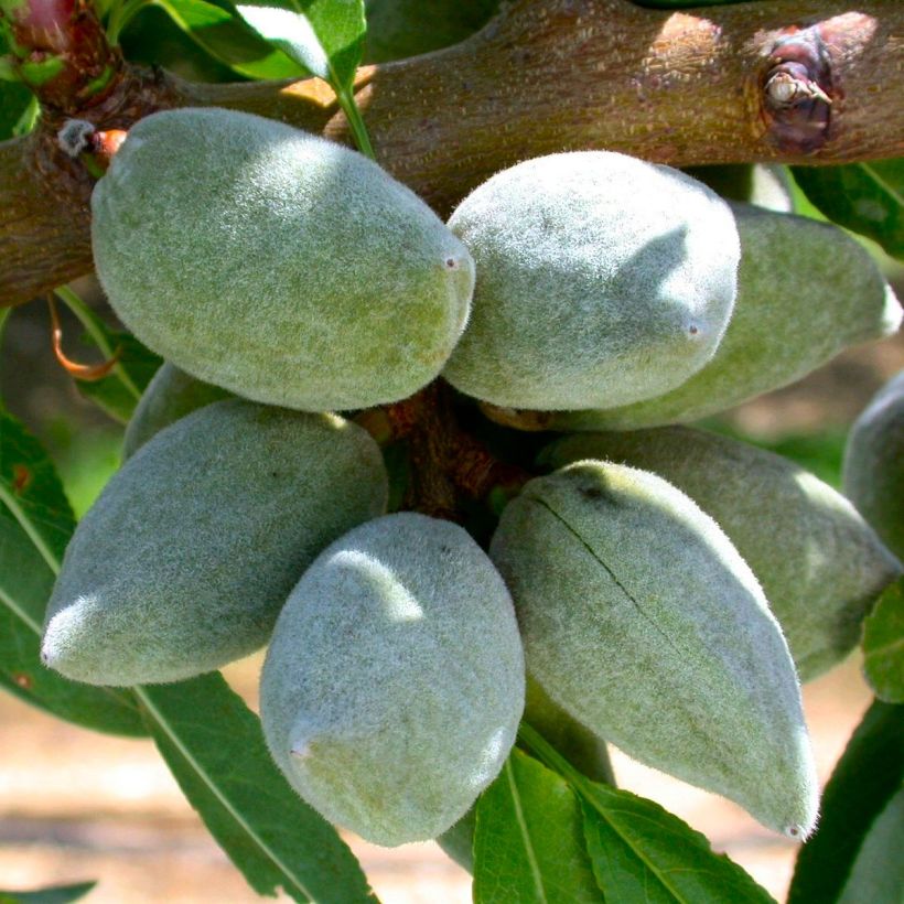 Amandier All In One - Prunus dulcis  (Harvest)