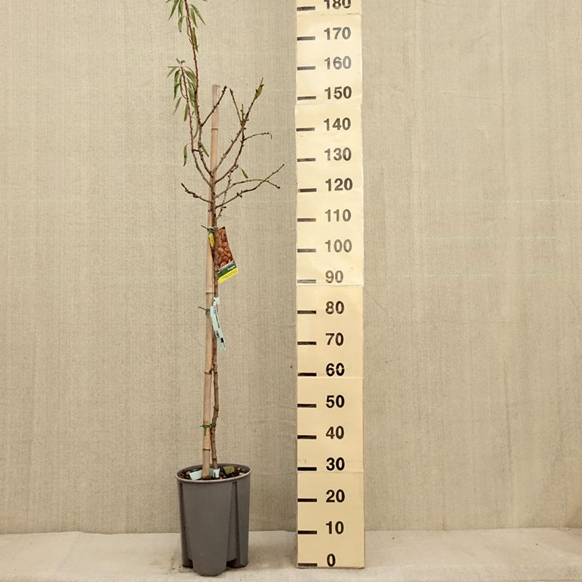 Example of Amandier commun - Prunus dulcis Pot de 7,5L/10L, Demi-Tige as you get in automne