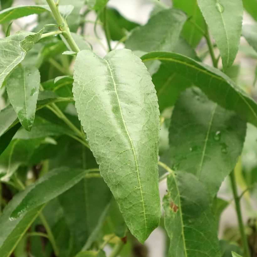 Amandier Marcona (Foliage)