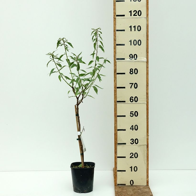 Example of Amandier nain autofertile Fruit me Almond me - Prunus dulcis Pot de 4L/5L, Nain as you get in ete