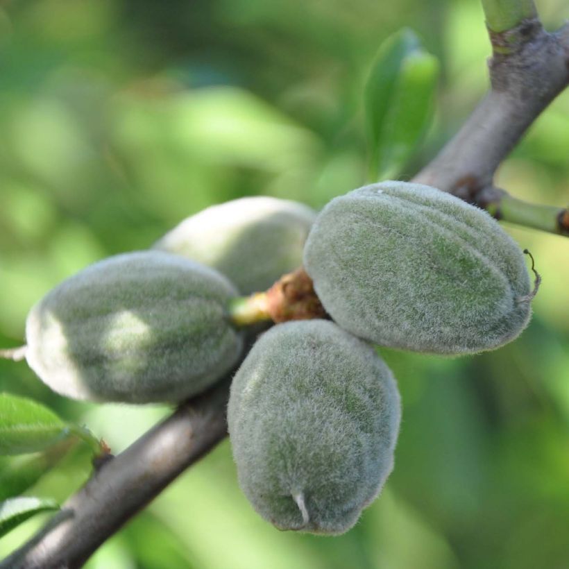 Amandier Supernova autofertile - Prunus dulcis (Harvest)