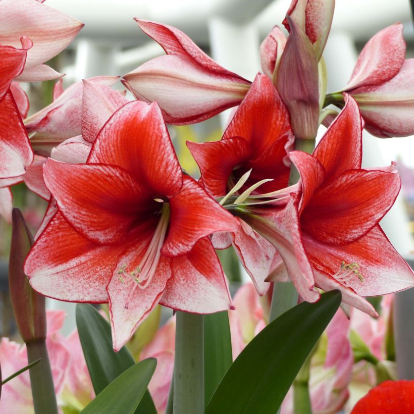 Amaryllis Charisma (Flowering)