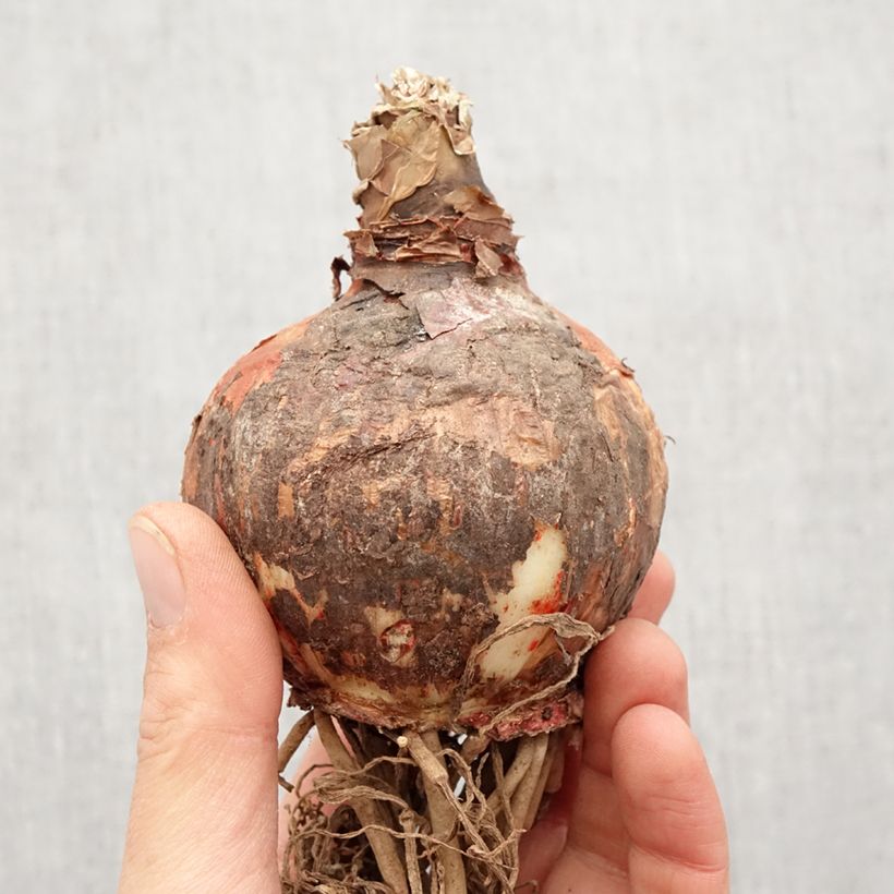 Example of Amaryllis Lima Bulbe size 32+ as you get in printemps