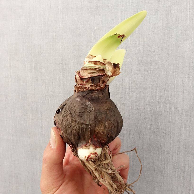Example of Amaryllis Rapido Bulbe size 28/30 as you get in printemps