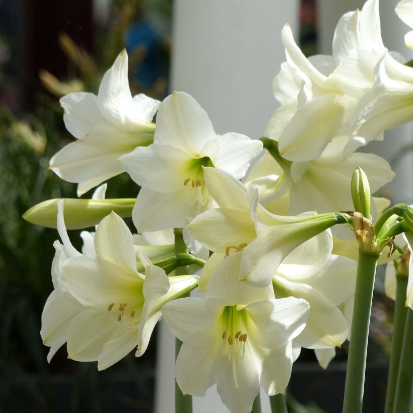 Amaryllis sonatini White Rascal - Hippeastrum de jardin (Flowering)