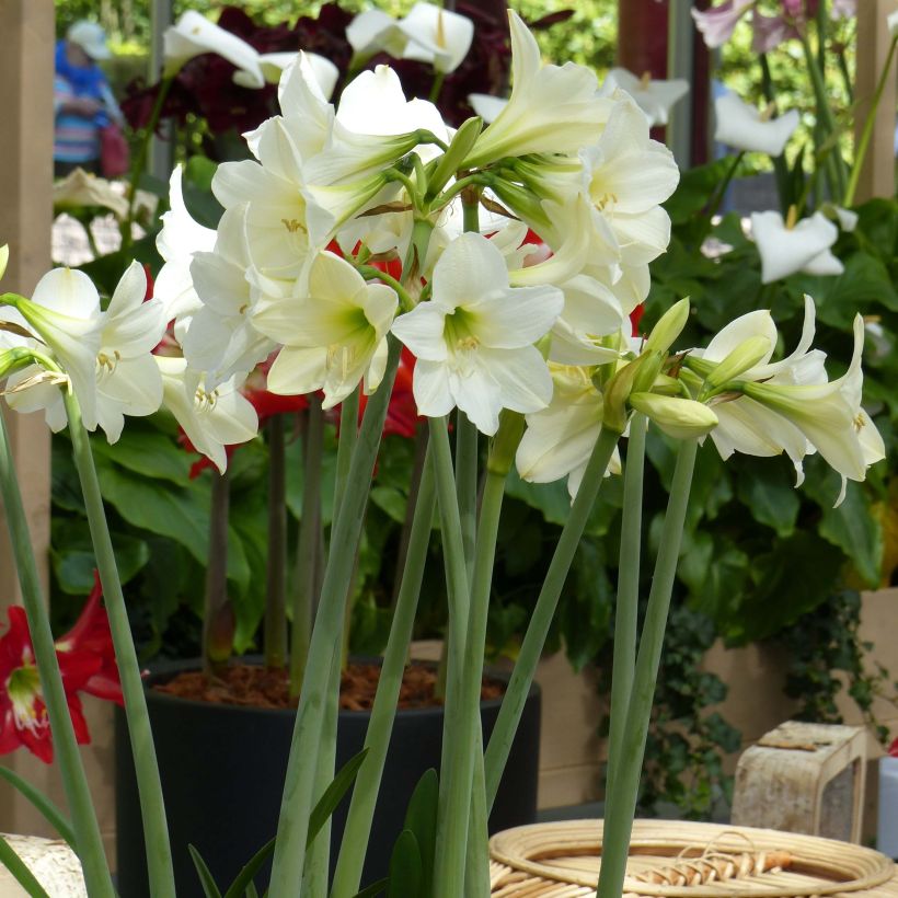 Amaryllis sonatini White Rascal - Hippeastrum de jardin (Plant habit)