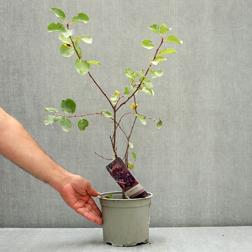 Example of Amelanchier alnifolia GreatBerry Farm Pot de 3L/4L as you get in ete