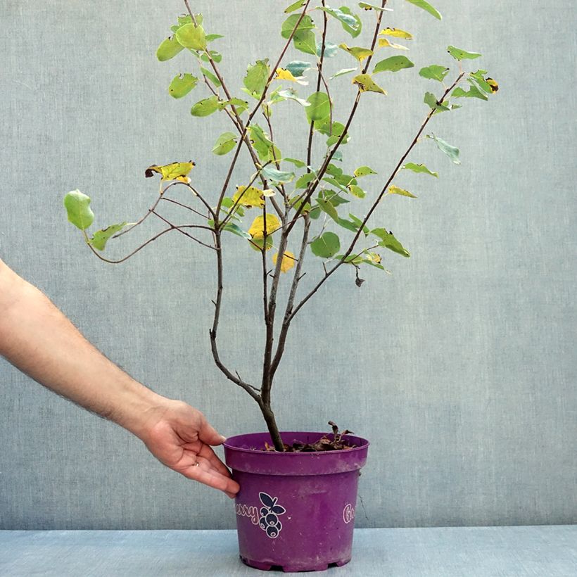 Example of Amelanchier alnifolia GreatBerry Fruity Pot de 4L/5L as you get in ete
