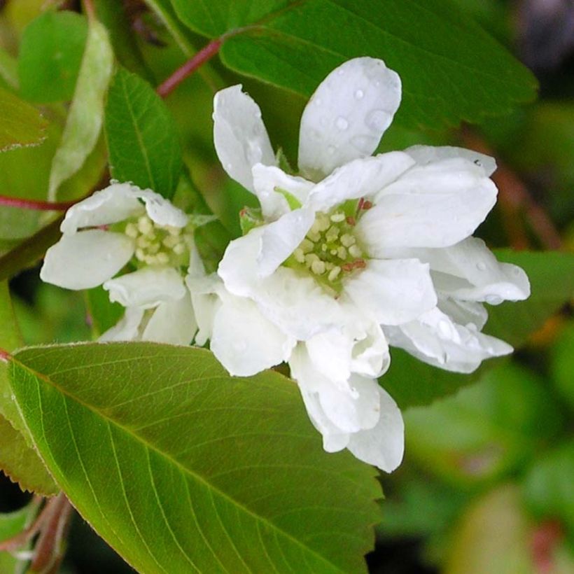 Amelanchier alnifolia Saskatoon Berry (Flowering)