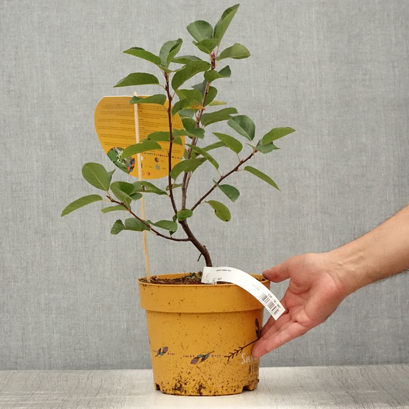 Example of Amelanchier alnifolia Saskatoon Berry Pot de 4L/5L as you get in ete