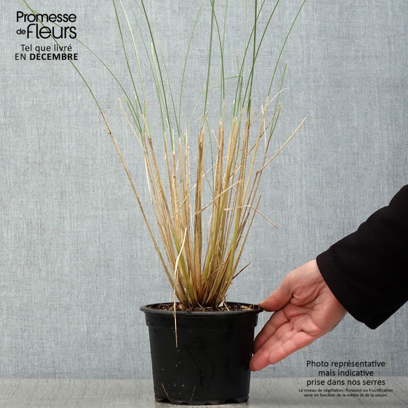 Example of Ammophila arenaria - Oyat - Roseau des sables Pot de 2L/3L as you get in automne