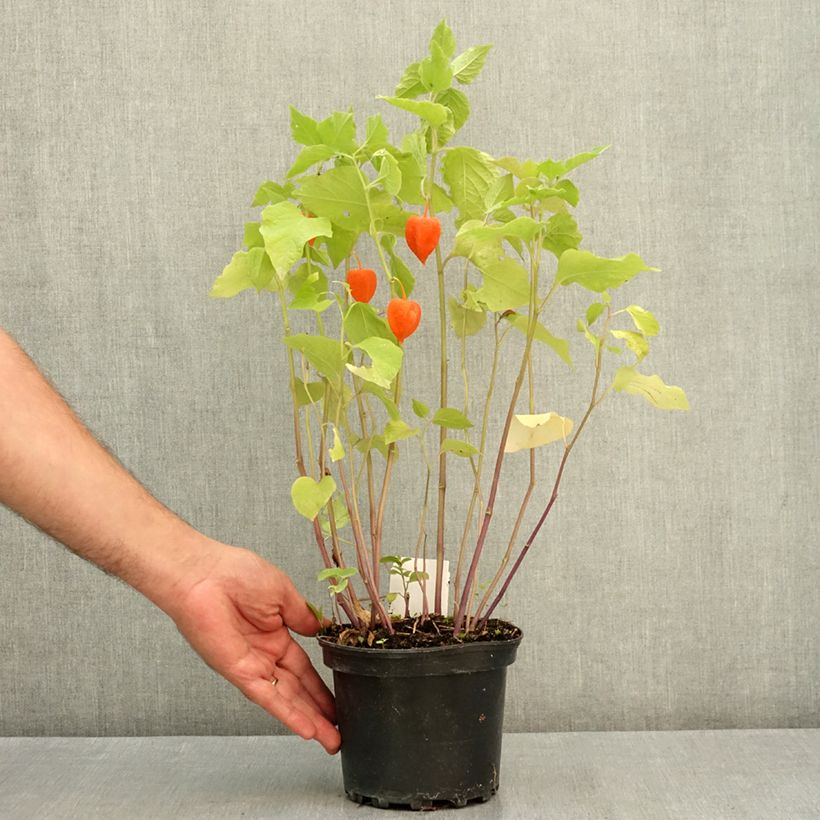 Example of Amour en cage - Physalis franchetii Pot de 2L/3L as you get in ete