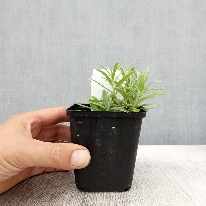 Example of Anaphalis margaritacea Neuschnee - Immortelle d'argent Godet de 8/9 cm as you get in automne