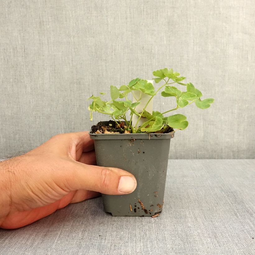 Example of Ancolie - Aquilegia vulgaris Munstead White Godet de 8/9 cm as you get in ete