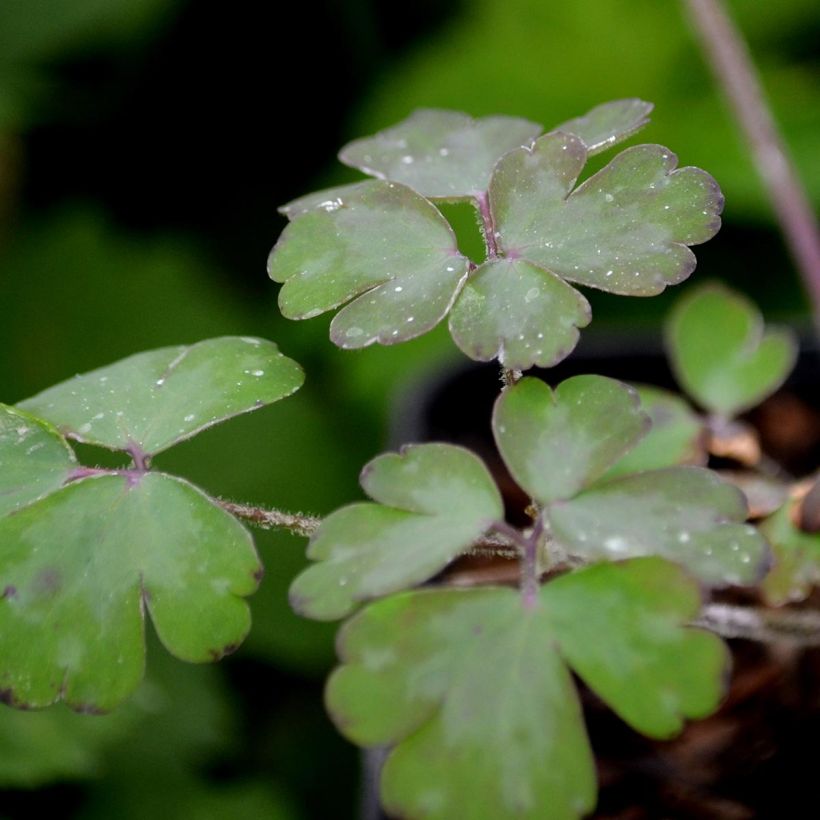 Ancolie William Guiness - Aquilegia vulgaris William Guiness (Foliage)