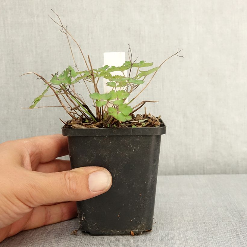 Example of Ancolie blanche, Aquilegia caerulea Snow queen Godet de 8/9 cm as you get in ete