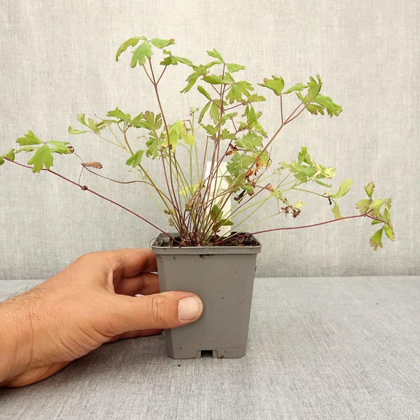Example of Ancolie hybride Mac Kana - Aquilegia x hybrida Godet de 8/9 cm as you get in ete