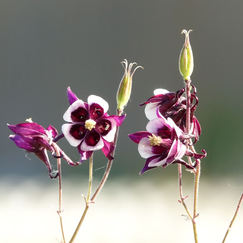 Ancolie William Guiness - Aquilegia vulgaris William Guiness (Flowering)