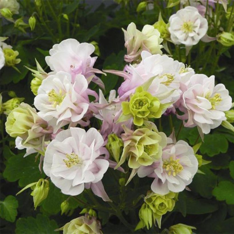 Ancolie Winky Double Rose White - Aquilegia vulgaris (Flowering)