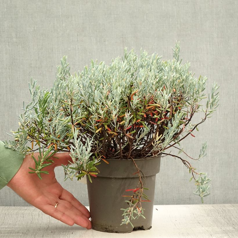 Example of Andromède à feuilles de Podium - Andromeda polifolia Blue Lagoon Pot de 2L/3L as you get in ete