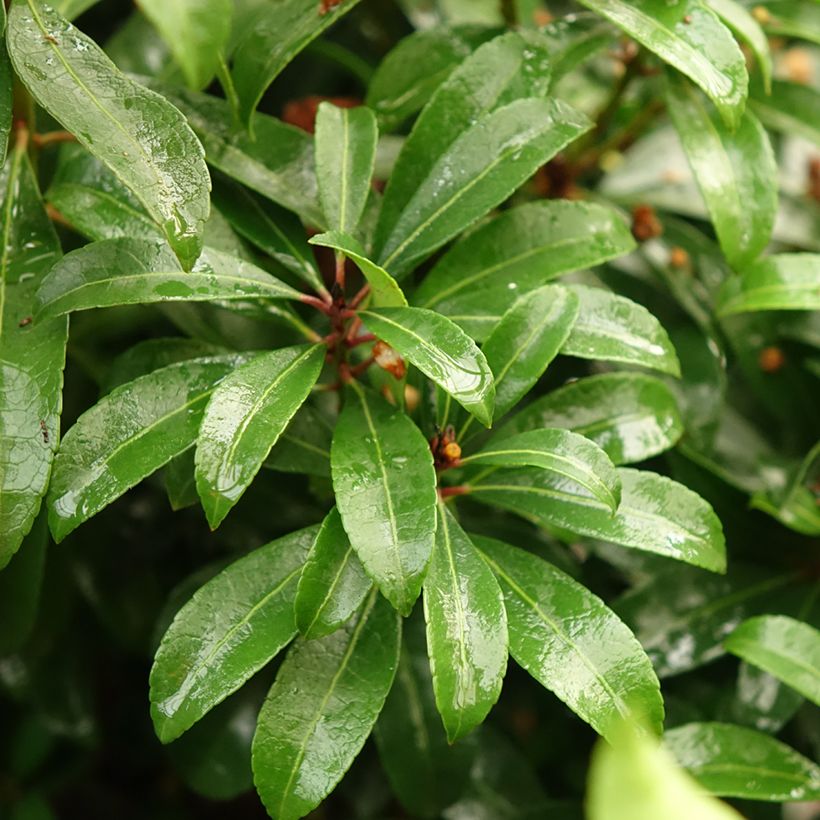 Andromède du Japon - Pieris Bonfire (Foliage)