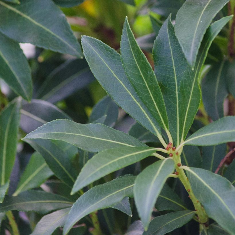 Andromède du Japon - Pieris japonica Forest Flame (Foliage)