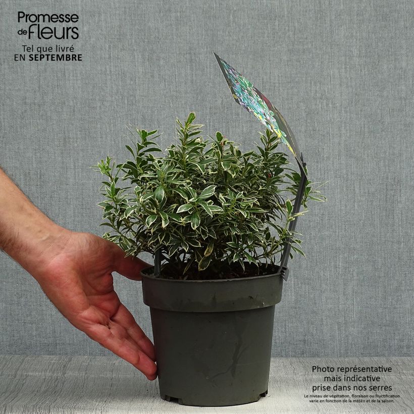 Example of Andromède du Japon - Pieris japonica Little Frosty Pot de 2L/3L as you get in automne