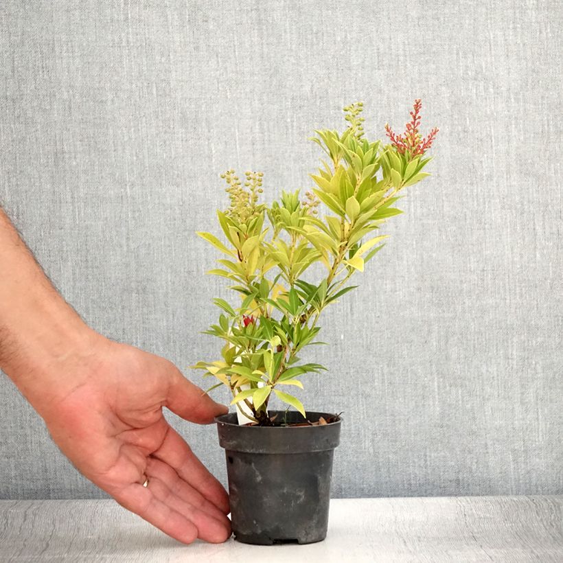 Example of Andromède du Japon - Pieris japonica Prelude Godet de 8/9 cm as you get in ete