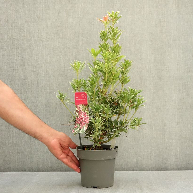 Example of Andromède du Japon - Pieris Pink Passion Pot de 2L/3L as you get in ete