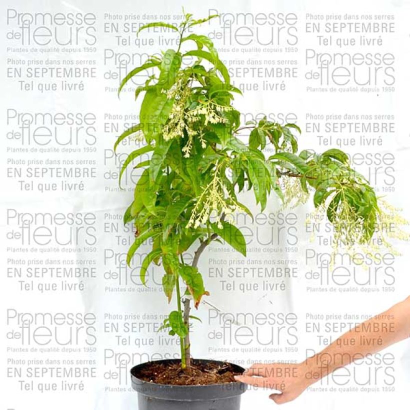 Example of Andromède en arbre - Oxydendron arboreum Pot de 4L/5L as you get