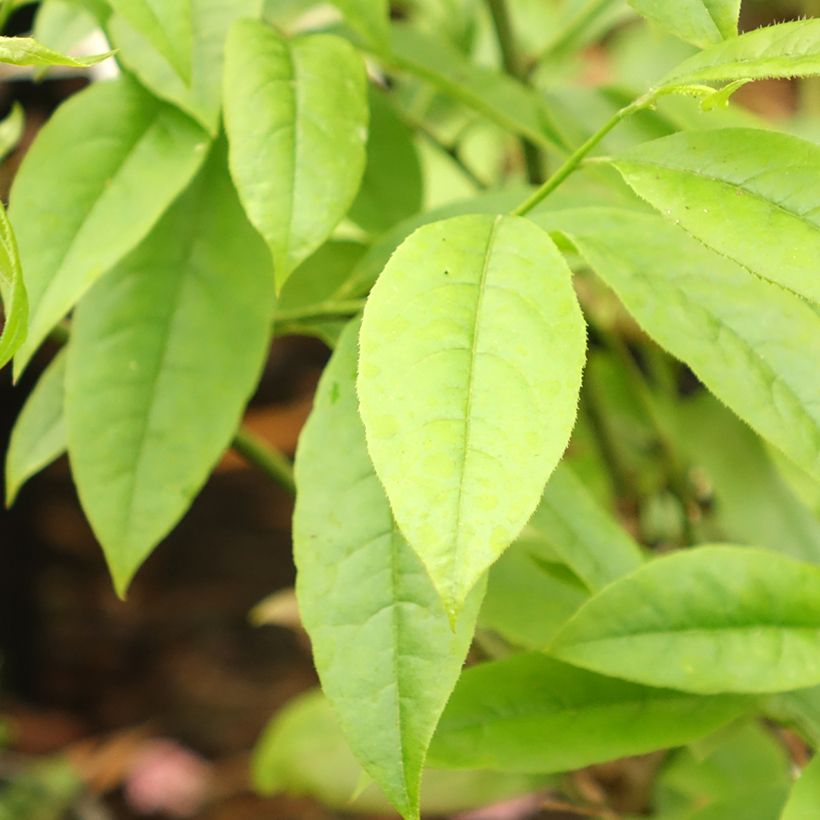 Andromède en arbre - Oxydendron arboreum (Foliage)