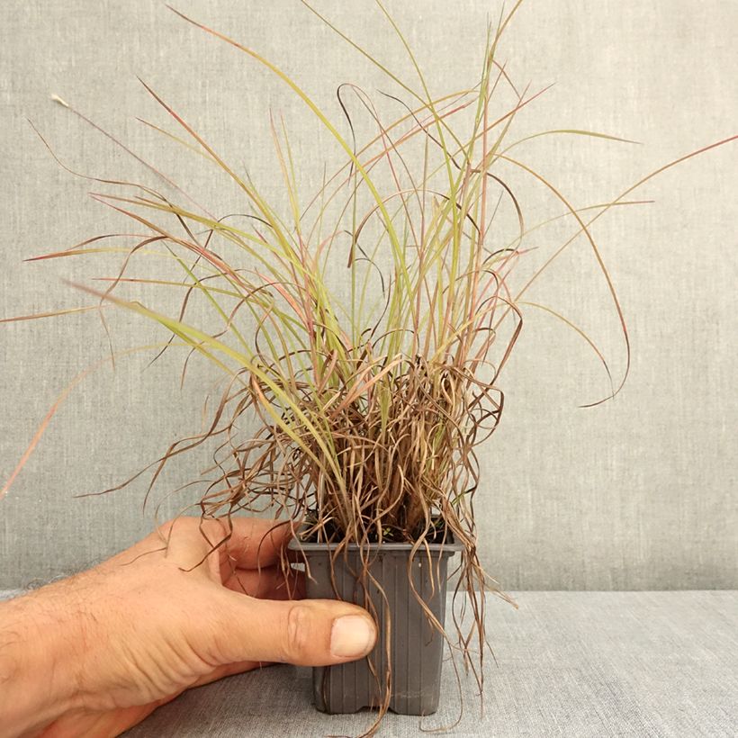 Example of Andropogon ternarius - Barbon fendu Godet de 8/9 cm as you get in ete