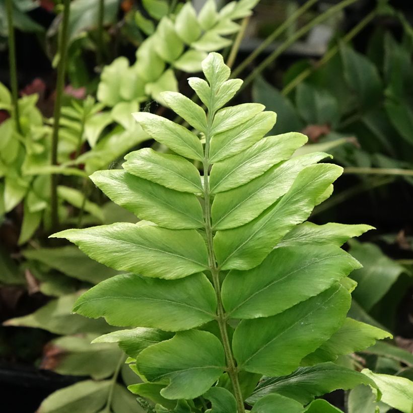 Anemia mexicana - Fougère à fleurs mexicaine (Foliage)