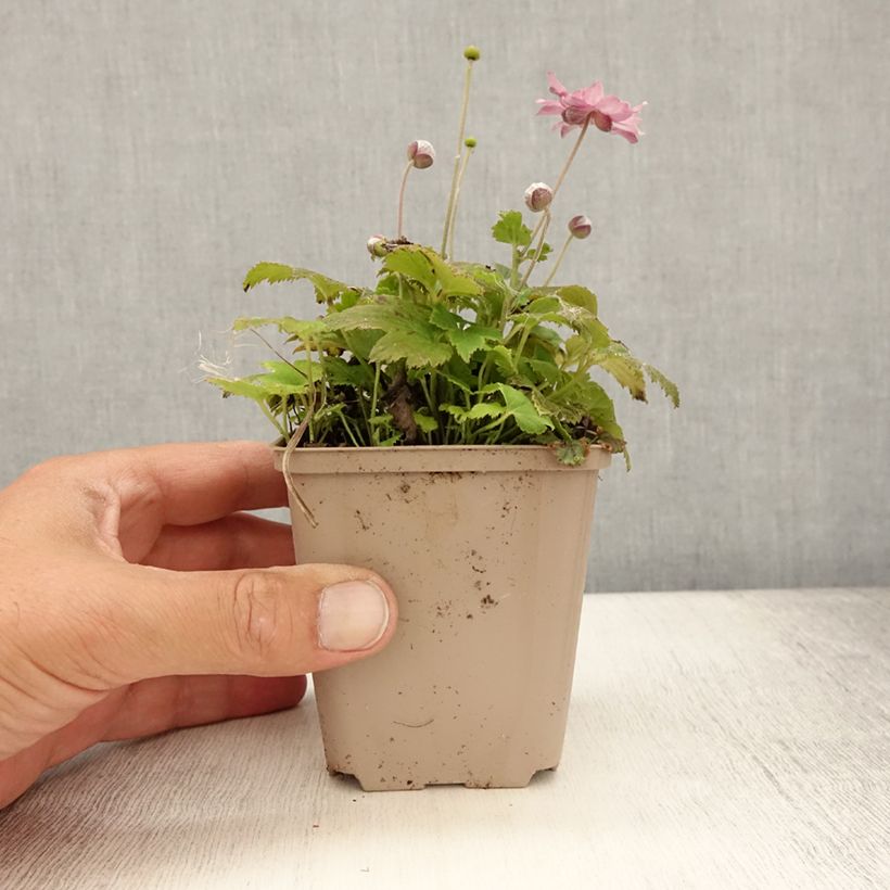 Example of Anémone du Japon Fantasy Pocahontas - Anemone hupehensis var.japonica Godet de 8/9 cm as you get in ete