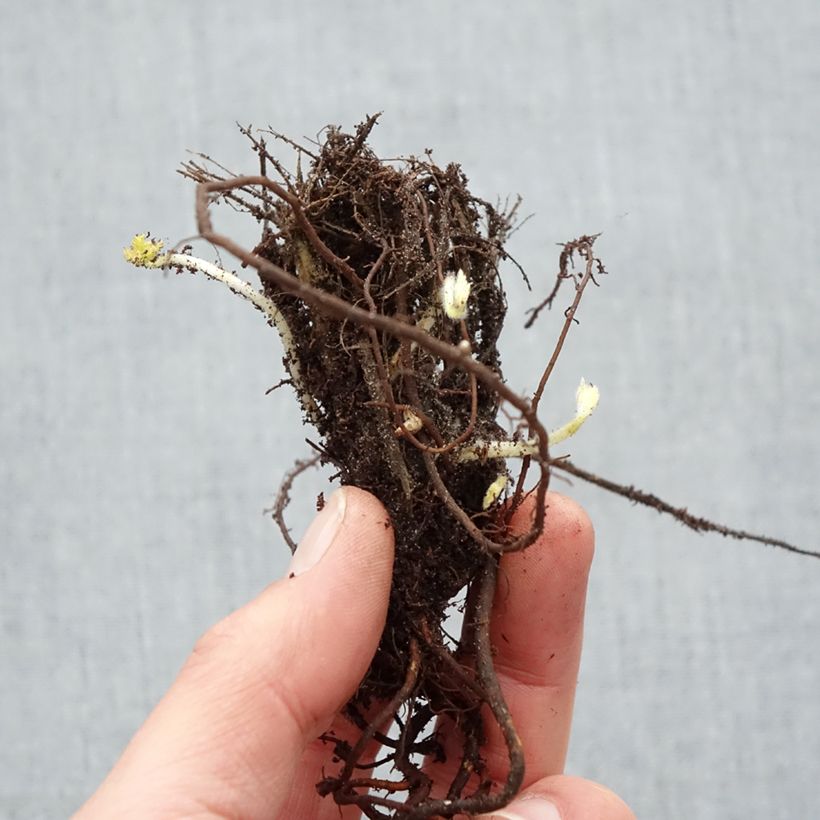 Example of Anémone du Japon Pamina - Anemone hupehensis var. japonica Petites Racines nues as you get in hiver