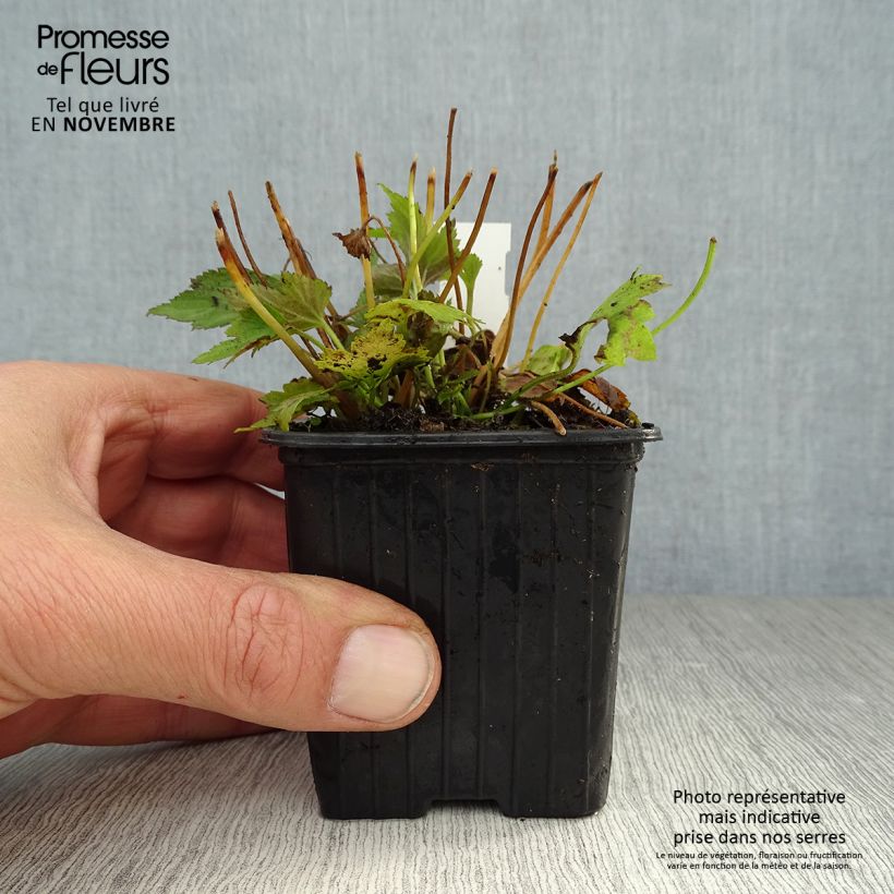 Example of Anémone du Japon Prinz Heinrich - Anemone hupehensis Godet de 8/9 cm as you get in automne