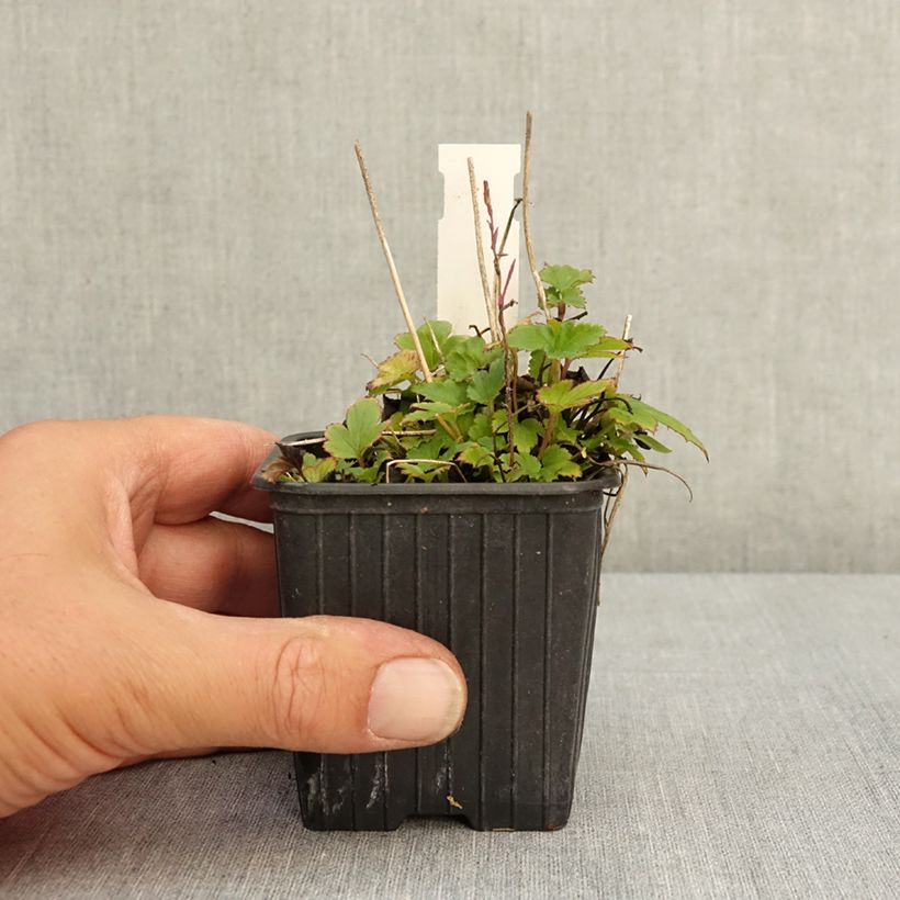 Example of Anémone du Japon Rubra Plena - Anemone hybrida Godet de 8/9 cm as you get in ete