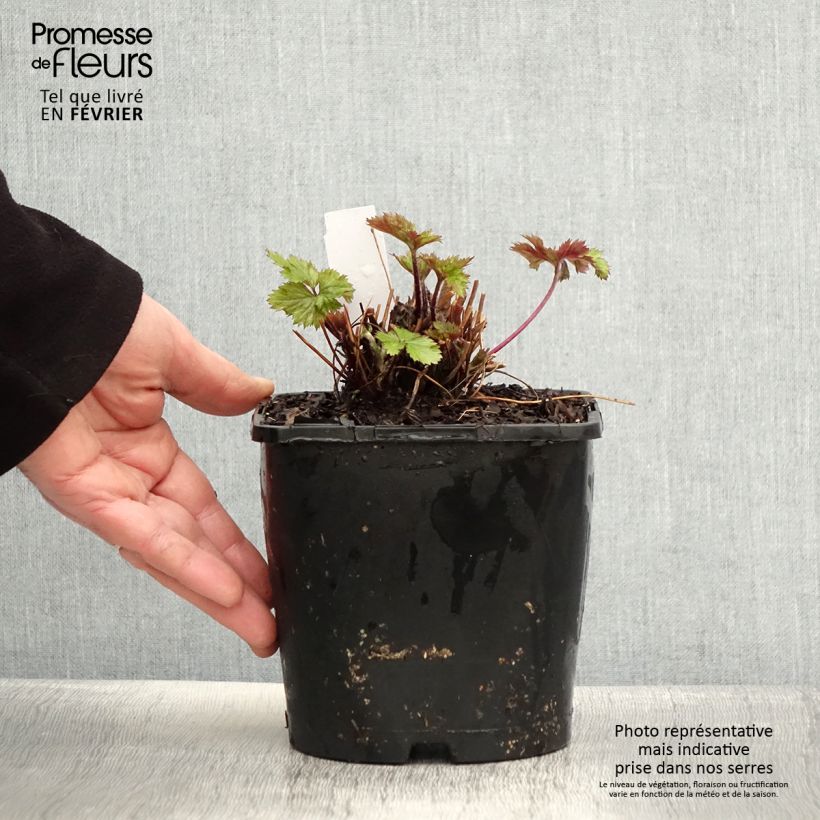 Example of Anemone hybride Elfin Swan - Anémone japonaise. Pot de 2L/3L as you get in hiver