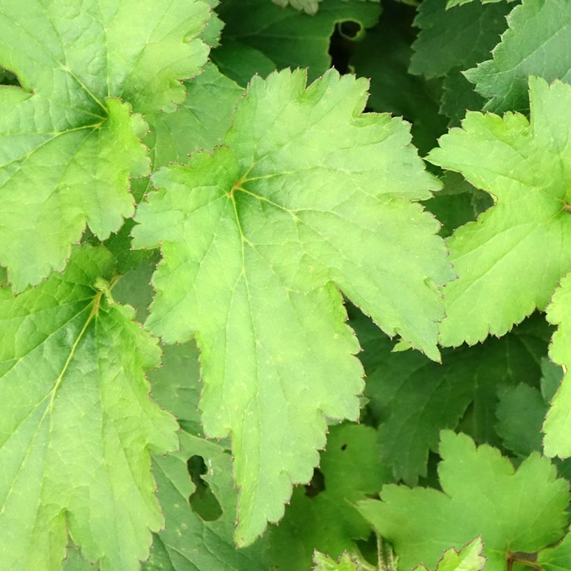 Anemone hybride Royal Blush (Foliage)