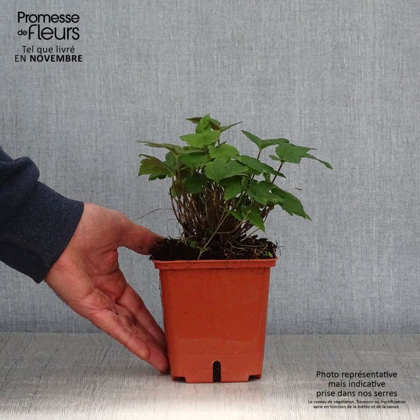 Example of Anémone hybride Snow Angels Pot de 1L/1,5L as you get in automne