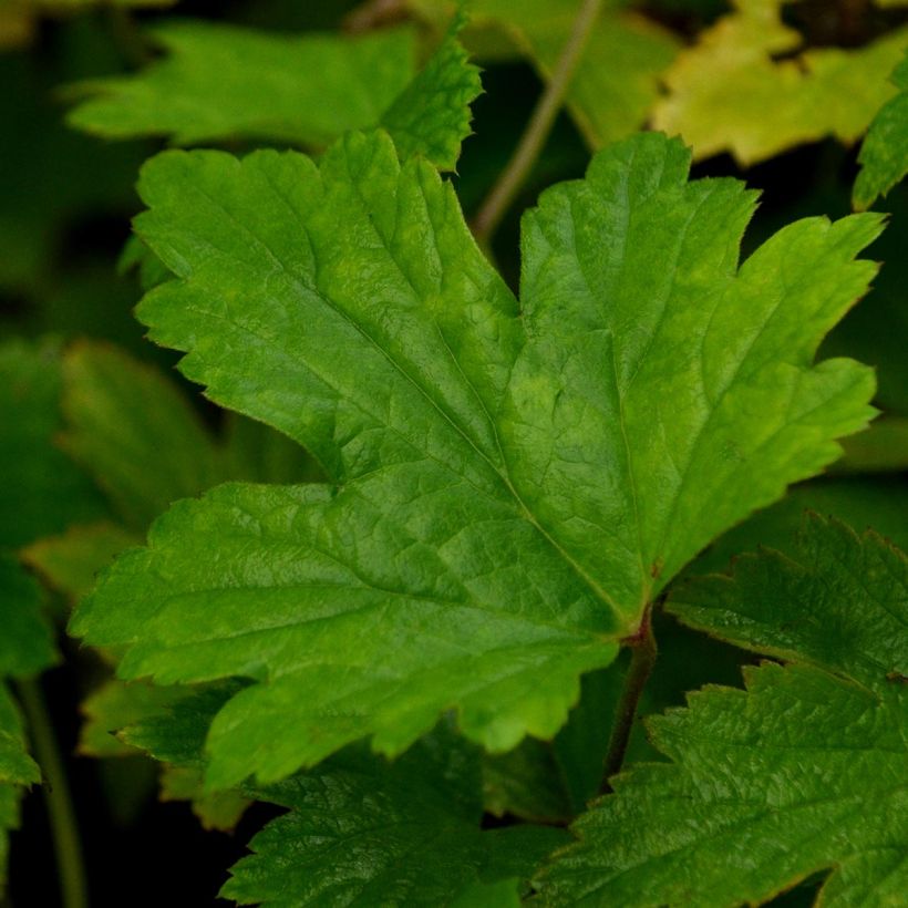 Anémone japonaise Hadspen Abundance (Foliage)