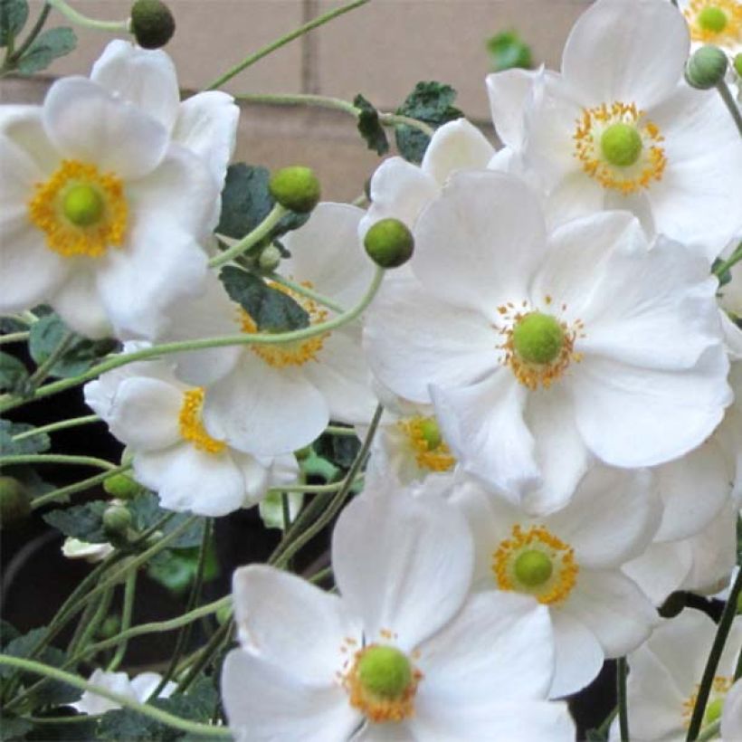 Anémone japonaise Honorine Jobert (Flowering)