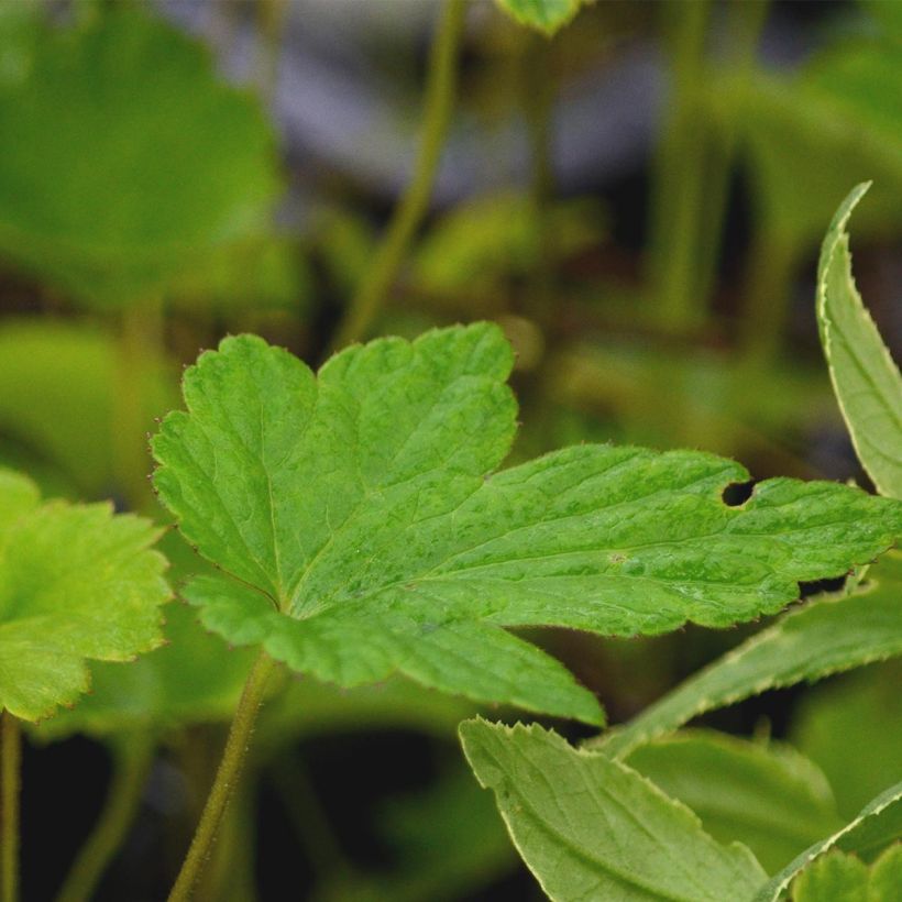 Anémone japonaise Margarete (Foliage)