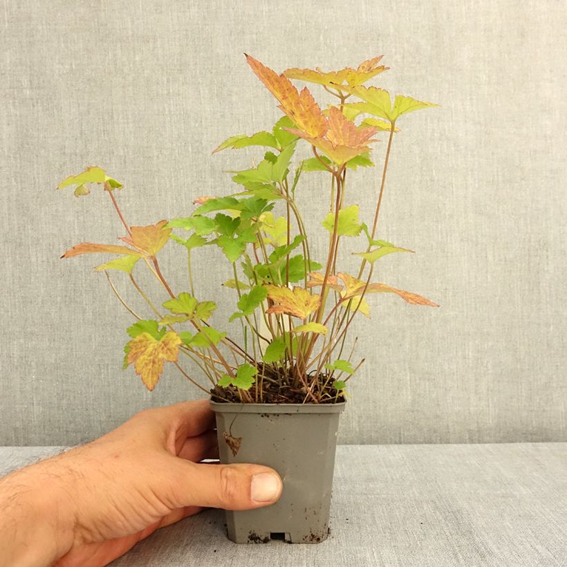 Example of Anémone japonaise Richard Ahrens Godet de 8/9 cm as you get in ete
