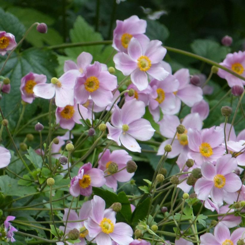 Anémone japonaise September Charm - Anemone hupehensis (Plant habit)