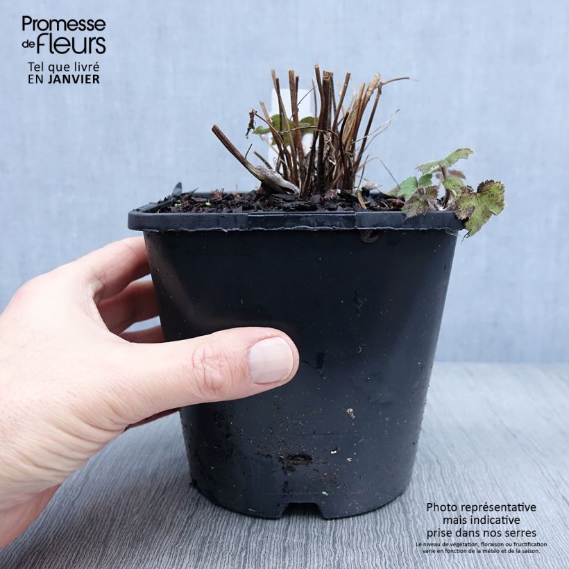 Example of Anémone japonaise Serenade Pot de 2L/3L as you get in hiver