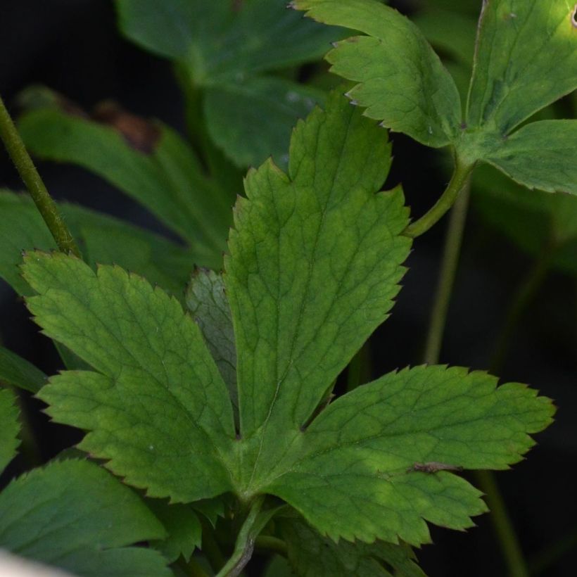 Anémone japonaise Wild Swan (Foliage)